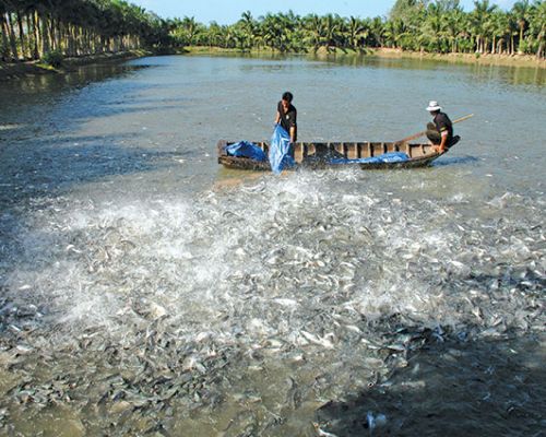 Ngành thủy hải sản của tỉnh Vĩnh Long mới Ngành thủy hải sản của tỉnh Vĩnh Long mới