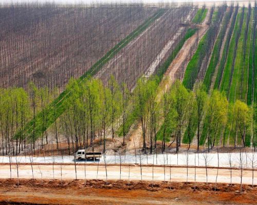 VN có thể học hỏi được gì từ chương trình Vạn lý Trường thành Xanh của TQ