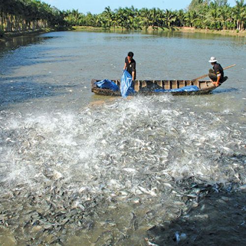 Ngành thủy hải sản của tỉnh Vĩnh Long mới
