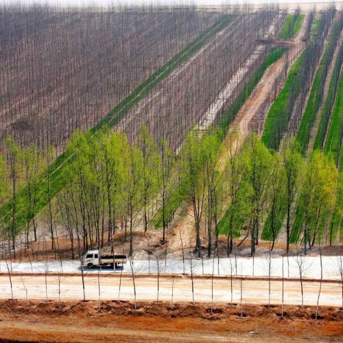 VN có thể học hỏi được gì từ chương trình Vạn lý Trường thành Xanh của TQ