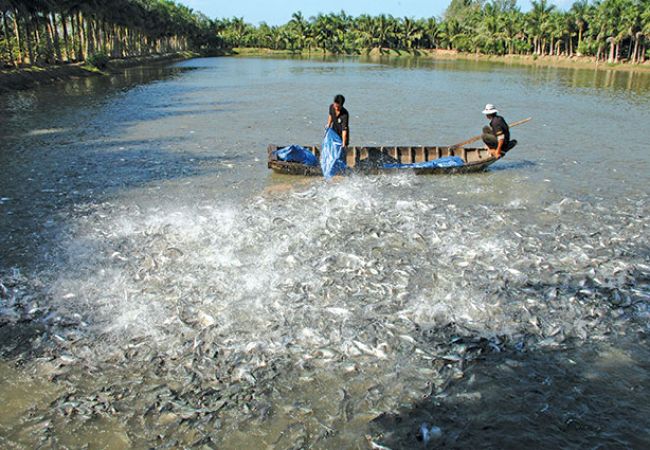Ngành thủy hải sản của tỉnh Vĩnh Long mới